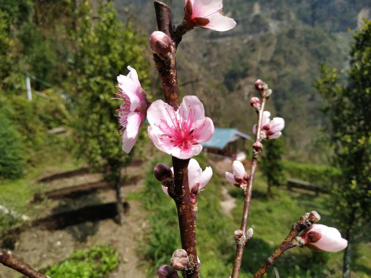 Enchanted Forest Farmstay Gangtok Extérieur photo